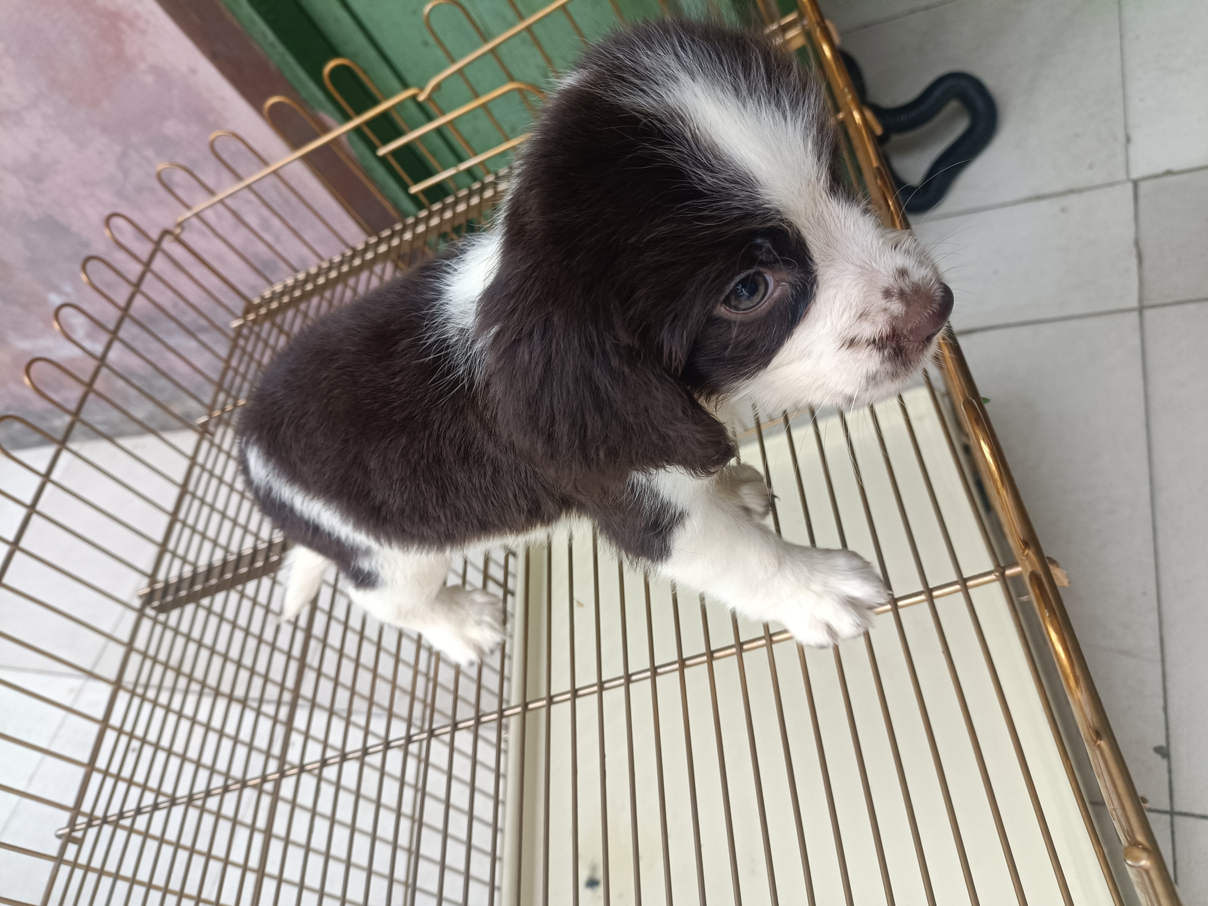 史宾格犬，活泼，可爱，支持平台下单，视频看狗。都是现货
